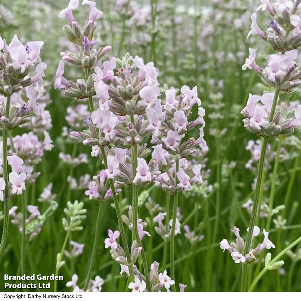 Lavender 'Loddon Pink' image