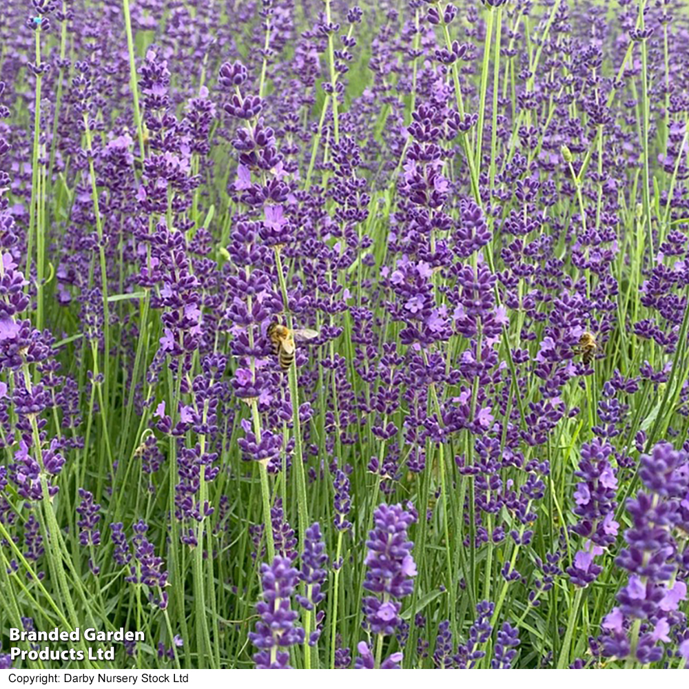Lavender 'Miss Katherine' image