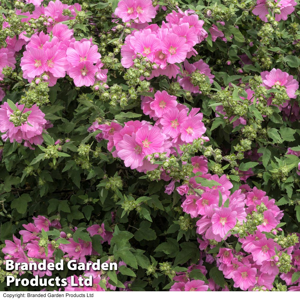 Lavatera x clementii 'Rosea' image