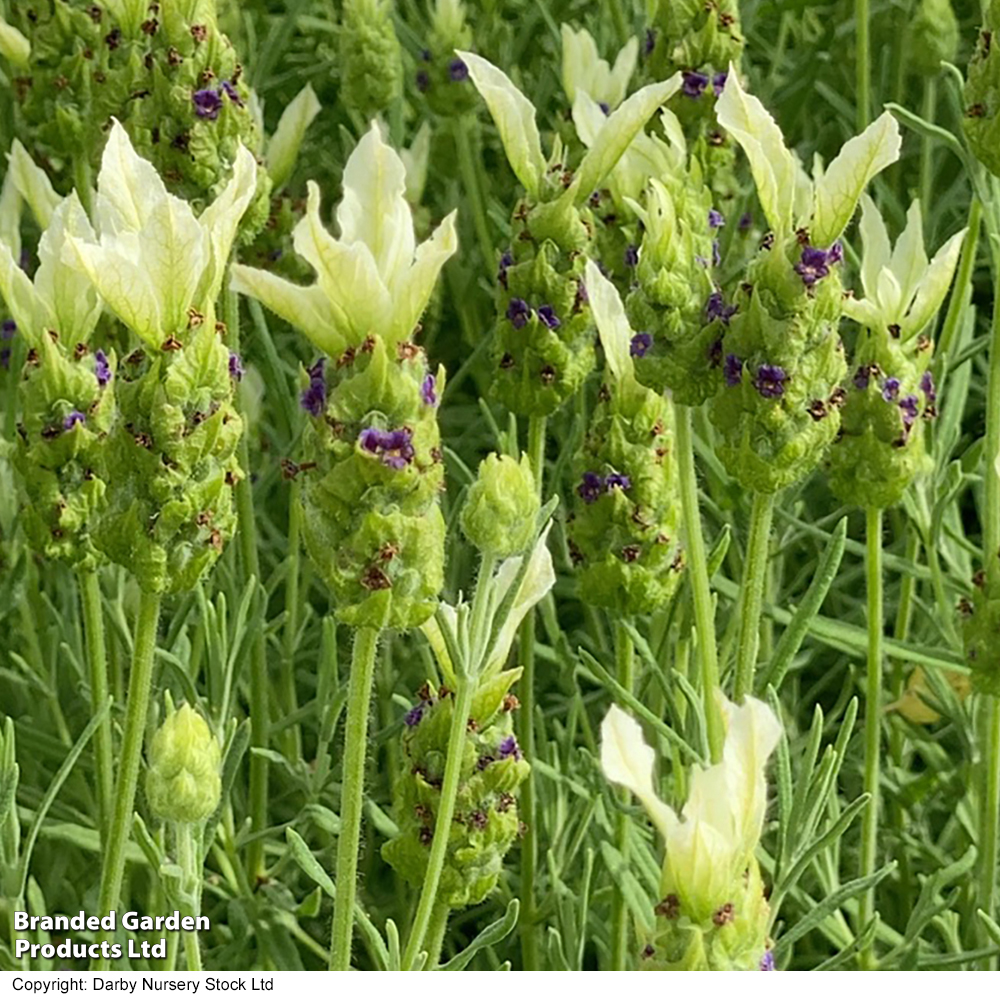 Lavender 'Tiara' image