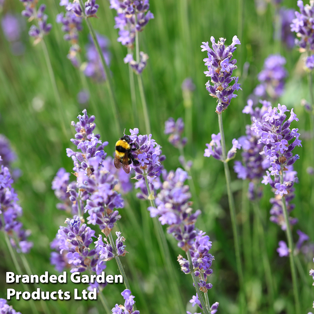 Lavender 'Hidcote' image