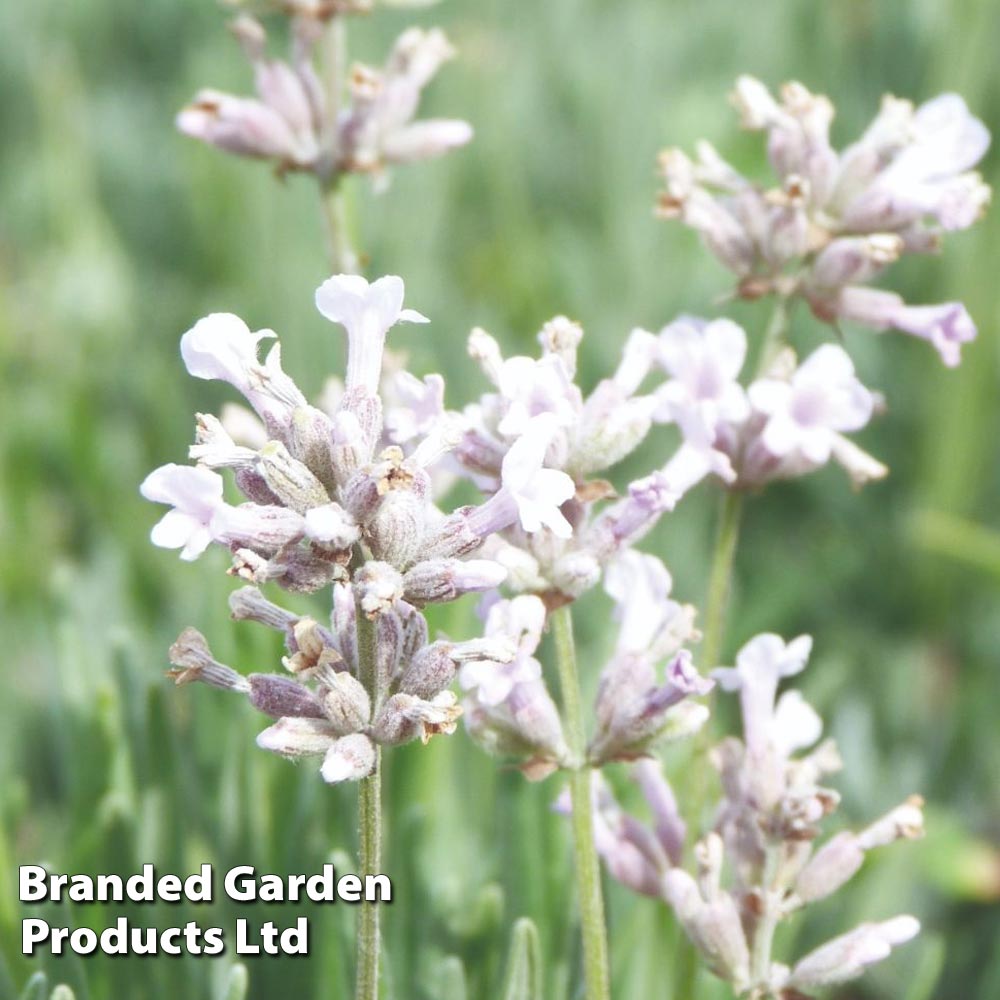 Lavender 'Rosea' image