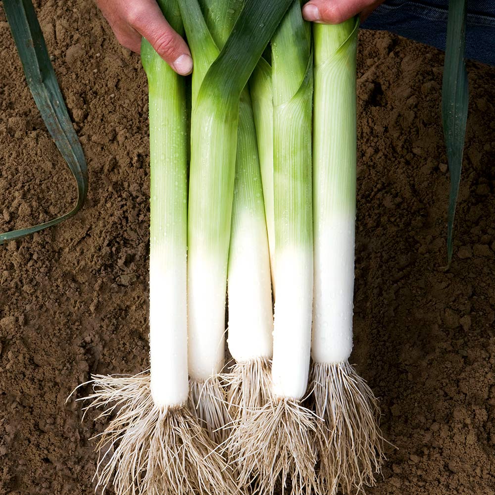 Leek Seeds - Batter F1 image