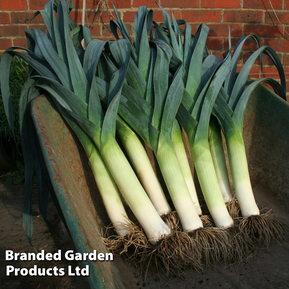 Leek 'Lancaster' F1 - Seeds image
