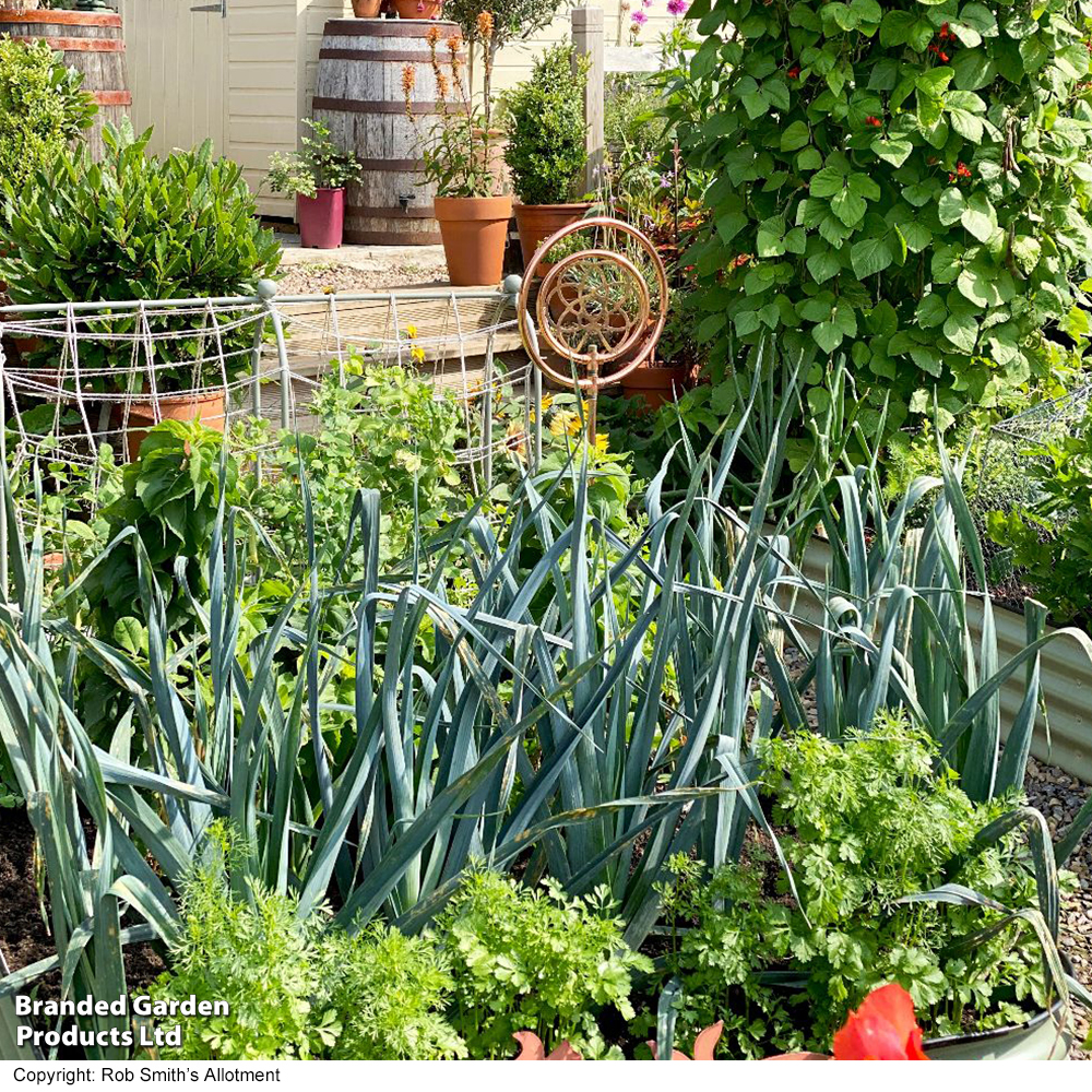 Leek 'Lyon Prizetaker' - Seeds image
