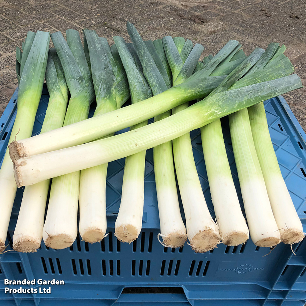 Leek porruum 'Santora' F1 - Seeds image