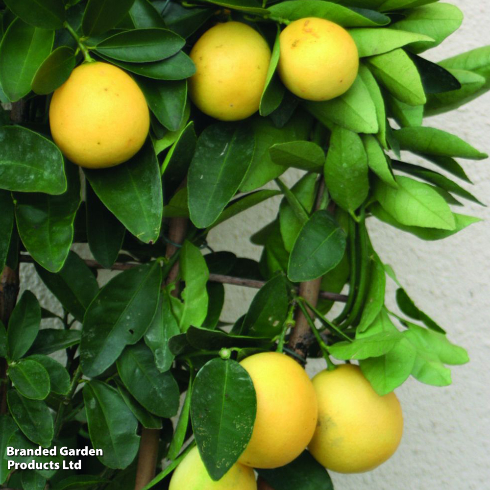 Lemon Meyer Citrus Fruit