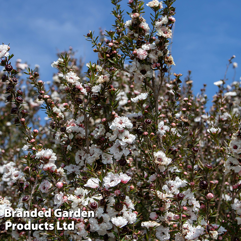 Leptospermum scoparium 'Snow Flurry' image