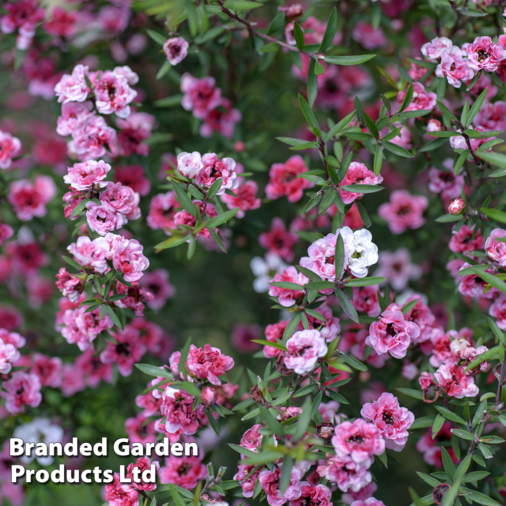 Leptospermum scoparium 'Wiri Adrianne' image