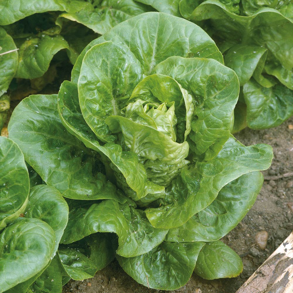 Lettuce 'Little Gem' (Cos) image