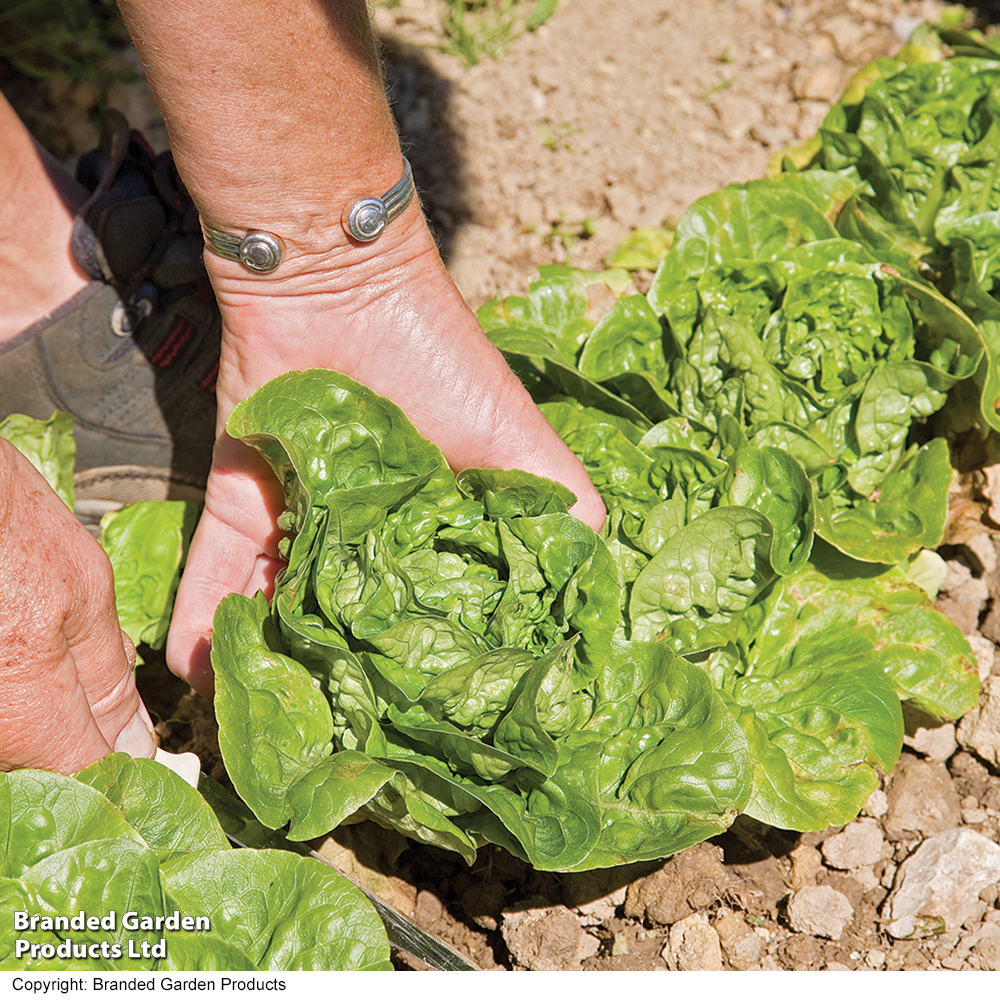Lettuce 'Little Gem' - Seeds image