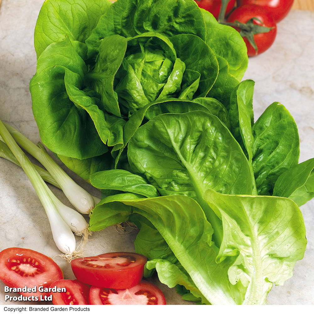 Lettuce 'Little Gem' - Organic Seeds image