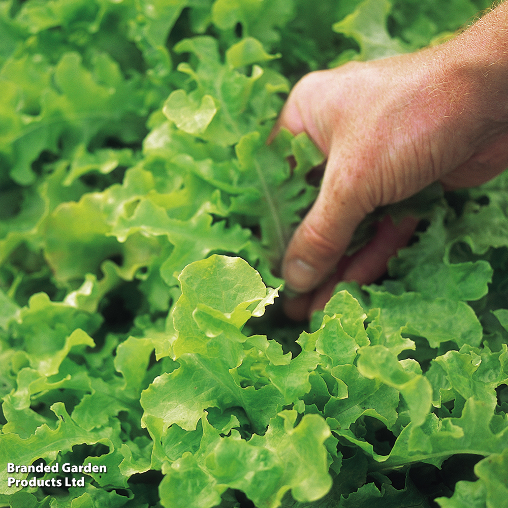 Lettuce 'Salad Bowl' - Seeds image