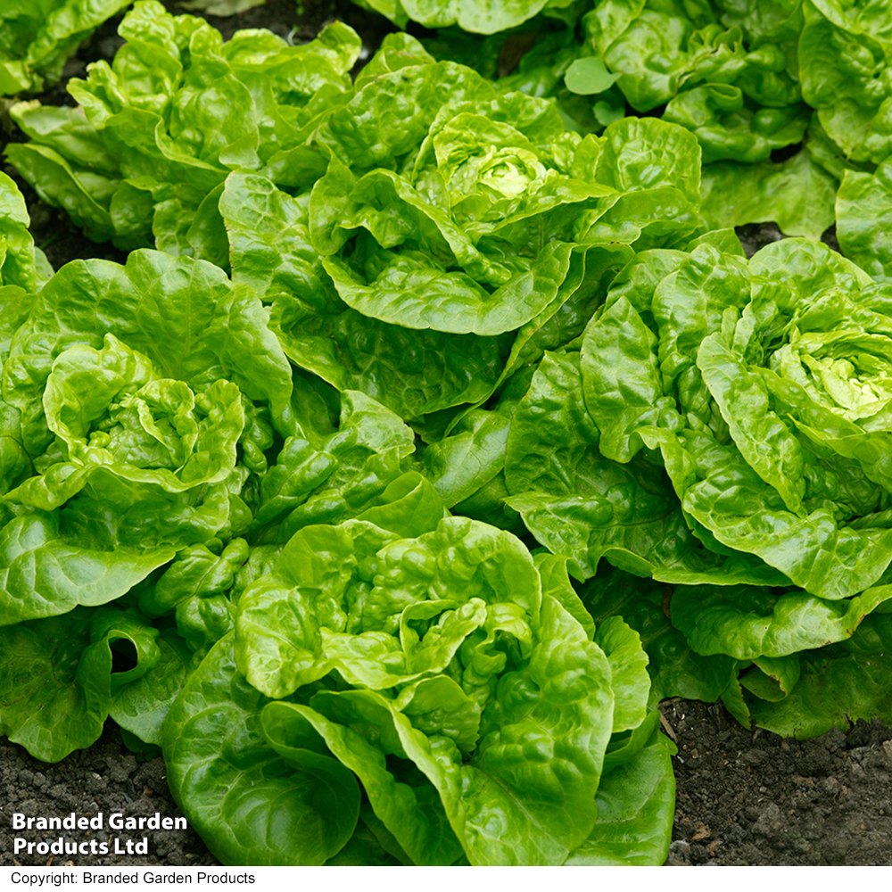 Lettuce 'Tom Thumb' - Seeds image