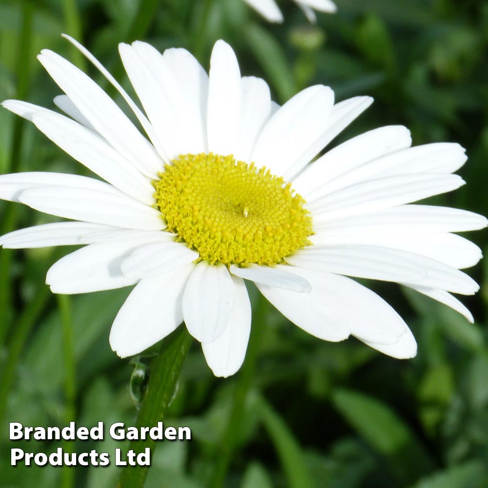 Shasta Daisy 'Becky' image