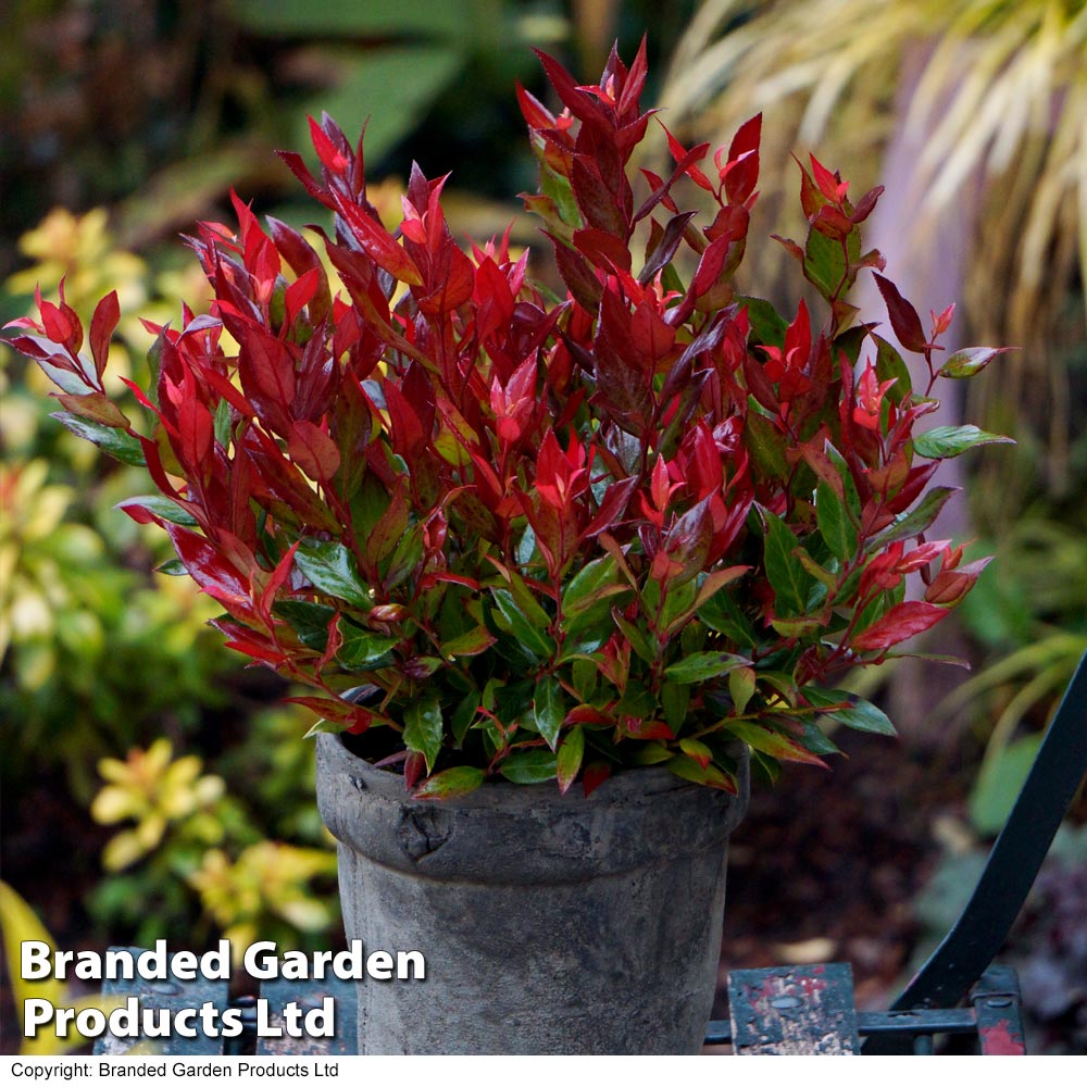 Leucothoe axillaris 'Little Flames' image