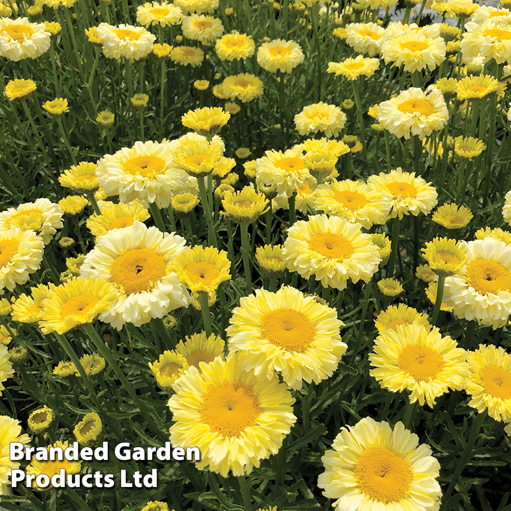 Leucanthemum 'Real Deal' image