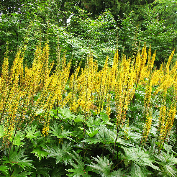 Ligularia przewalskii image