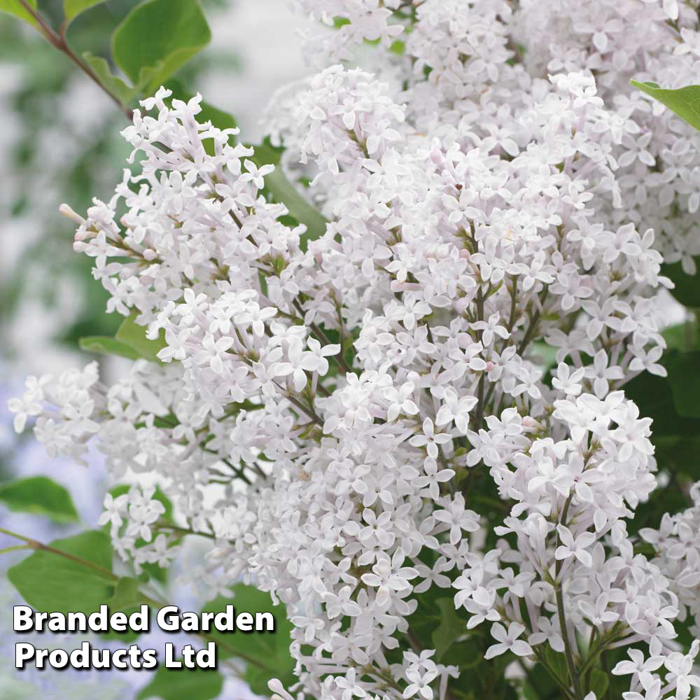 White sales lilac tree