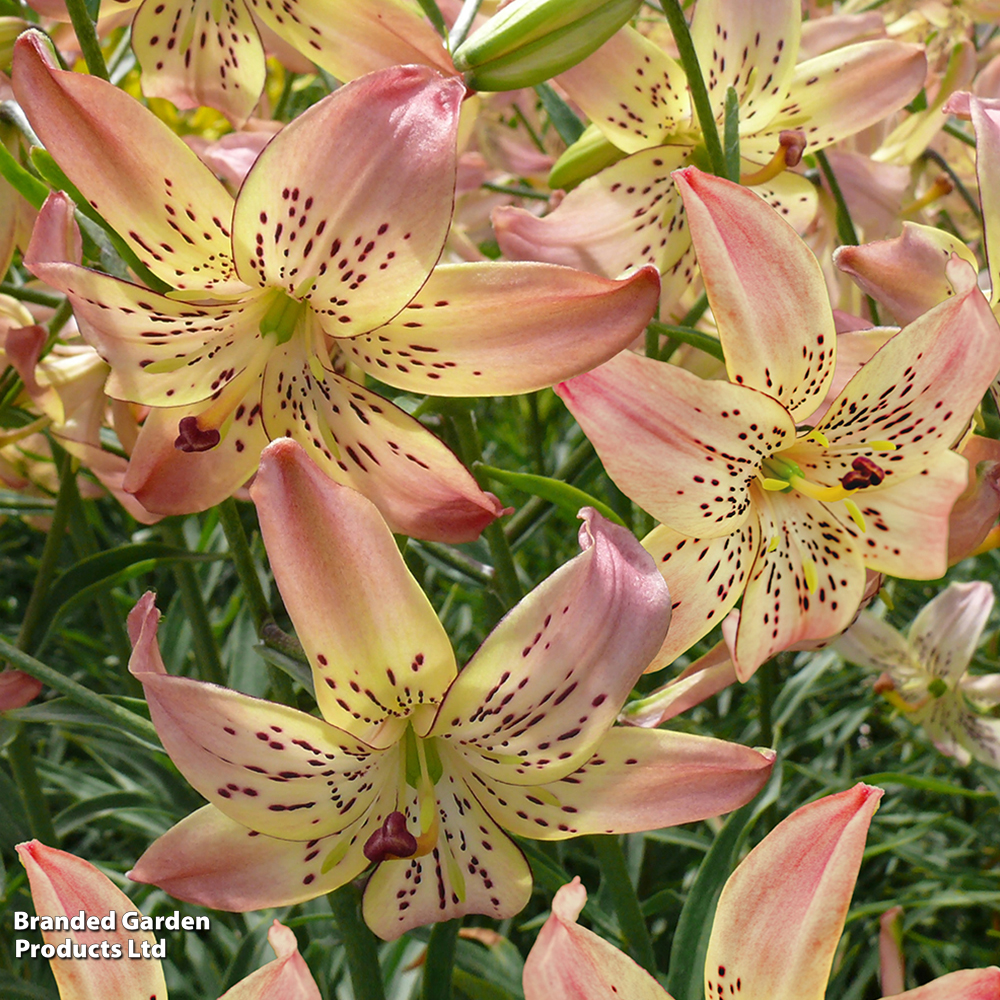 Lily 'Corsage' image