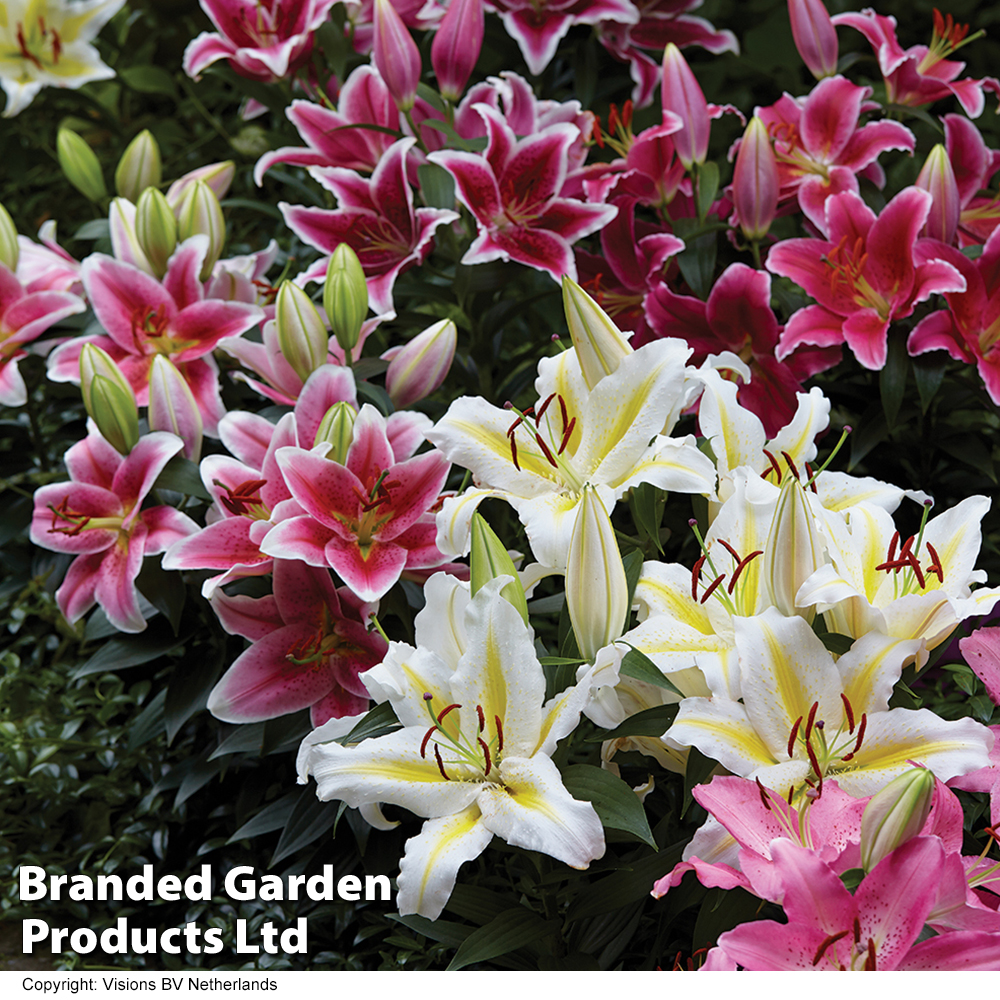 Lily 'Perfume Garden' Series image