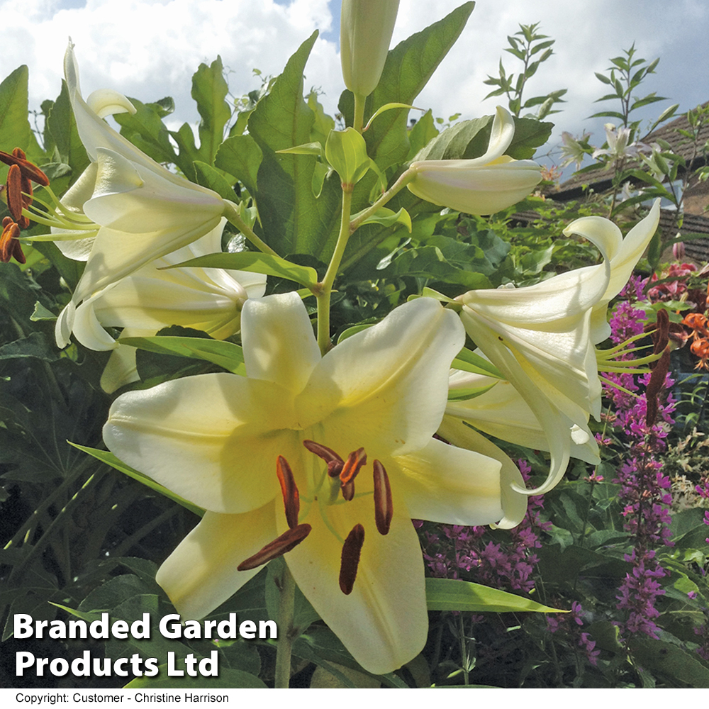 Tree Lily 'Yellow Rocket' image