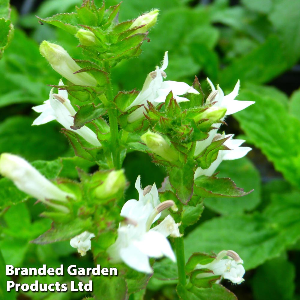 Lobelia siphilitica f. albiflora 'Alba' (Marginal Aquatic) image