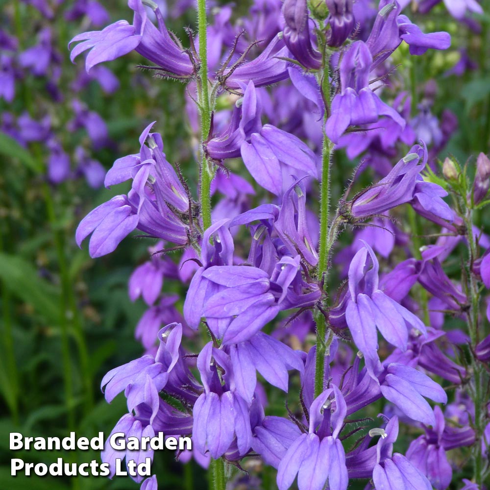 Lobelia speciosa Fan Blue image