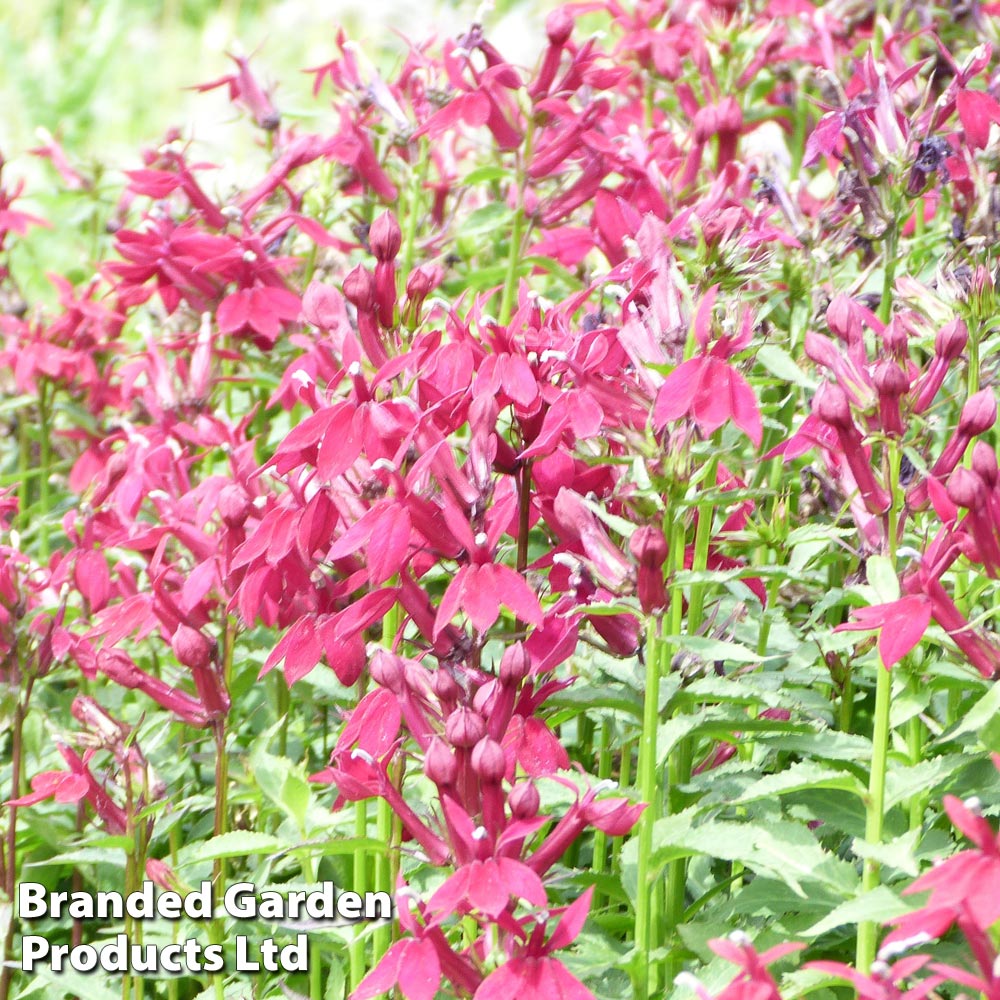 Lobelia speciosa Fan Burgundy image