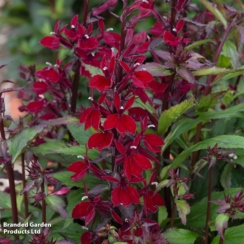 Lobelia x speciosa 'Starship Burgundy' image