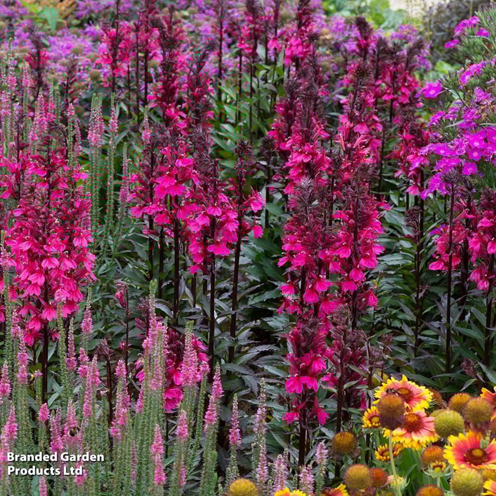 Lobelia x speciosa 'Starship Rose' image