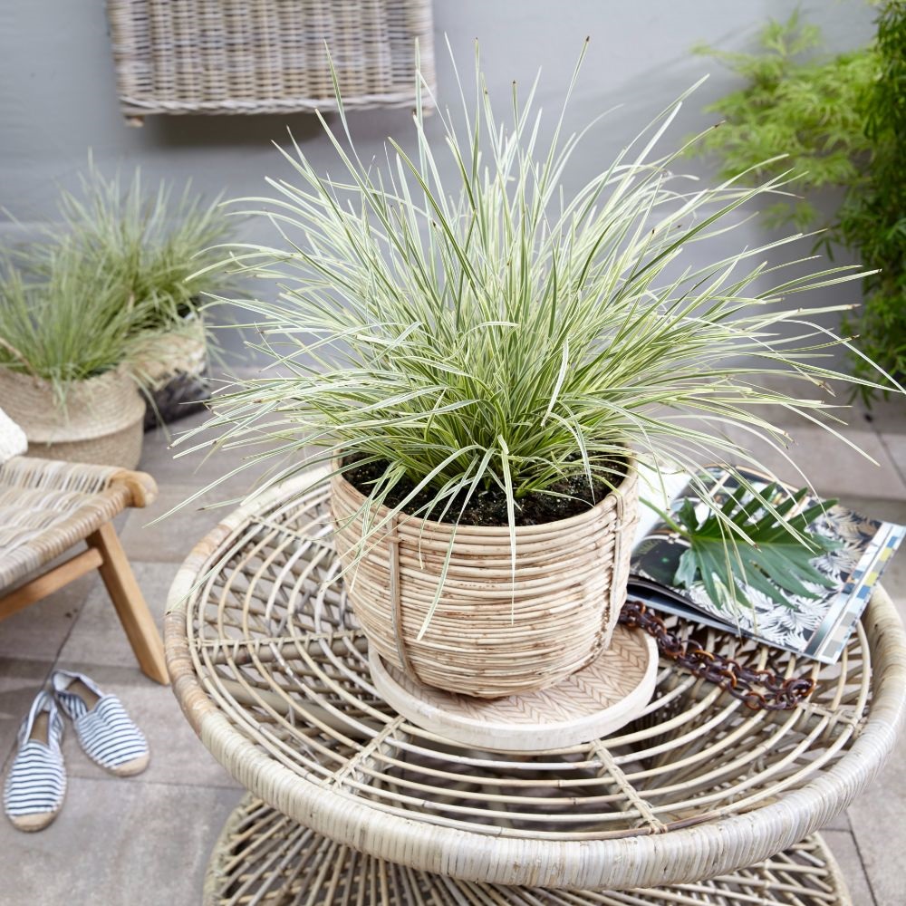 Lomandra 'White Sands' image