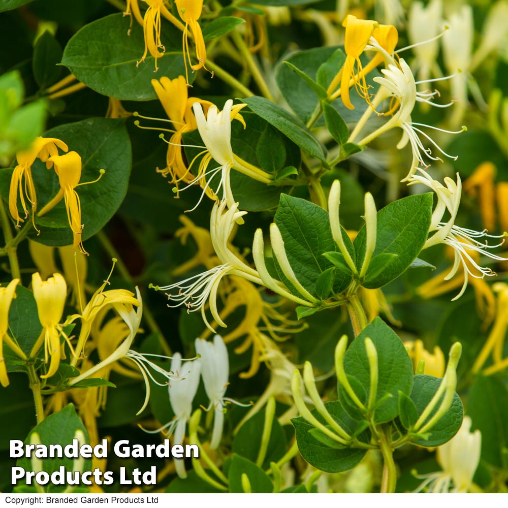 Honeysuckle 'Hall's Prolific' image