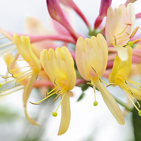 Honeysuckle 'Gold Flame' image