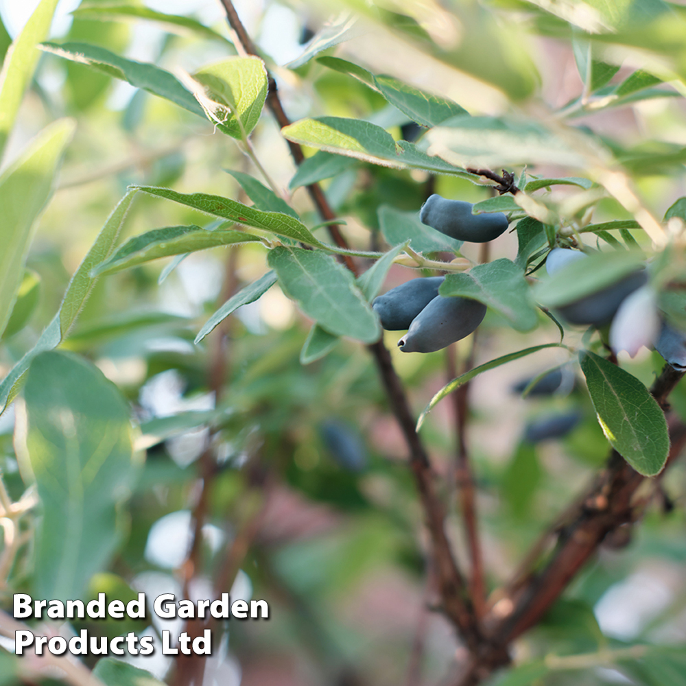 Lonicera kamtschatica 'Eisbar' image