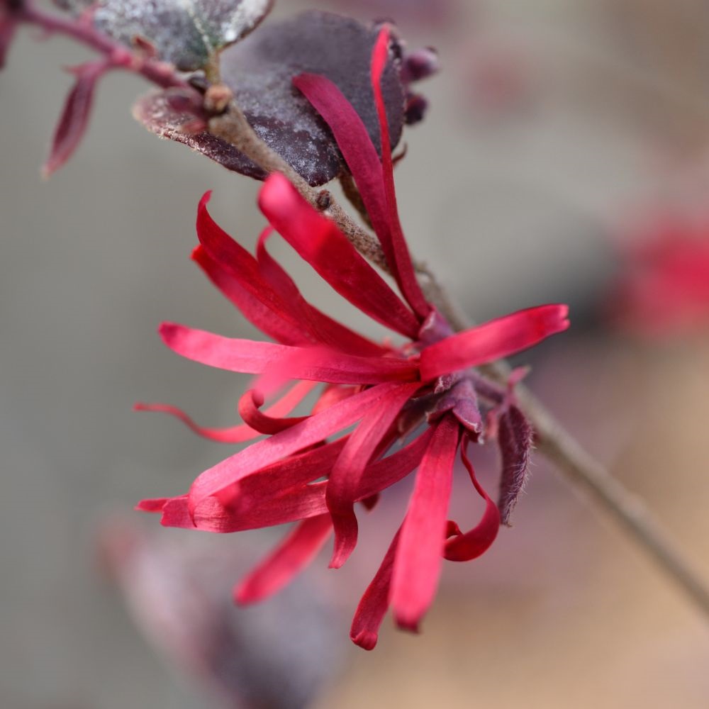 Loropetalum chinense var. rubrum 'Ever Red' image