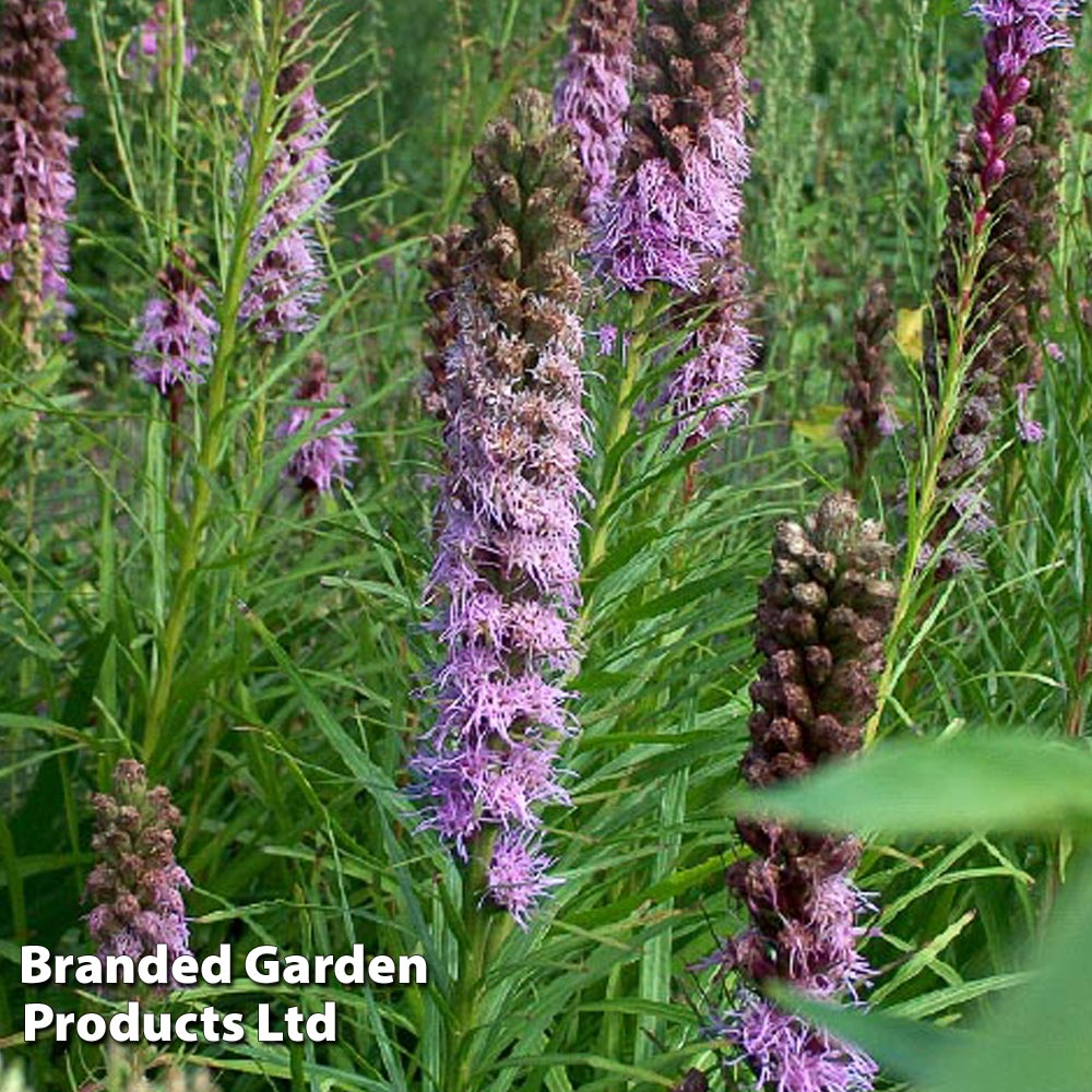 Liatris spicata 'Floristan Violet' image