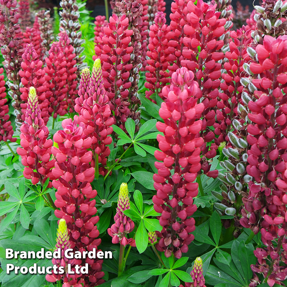 Lupin 'Gallery Red' image