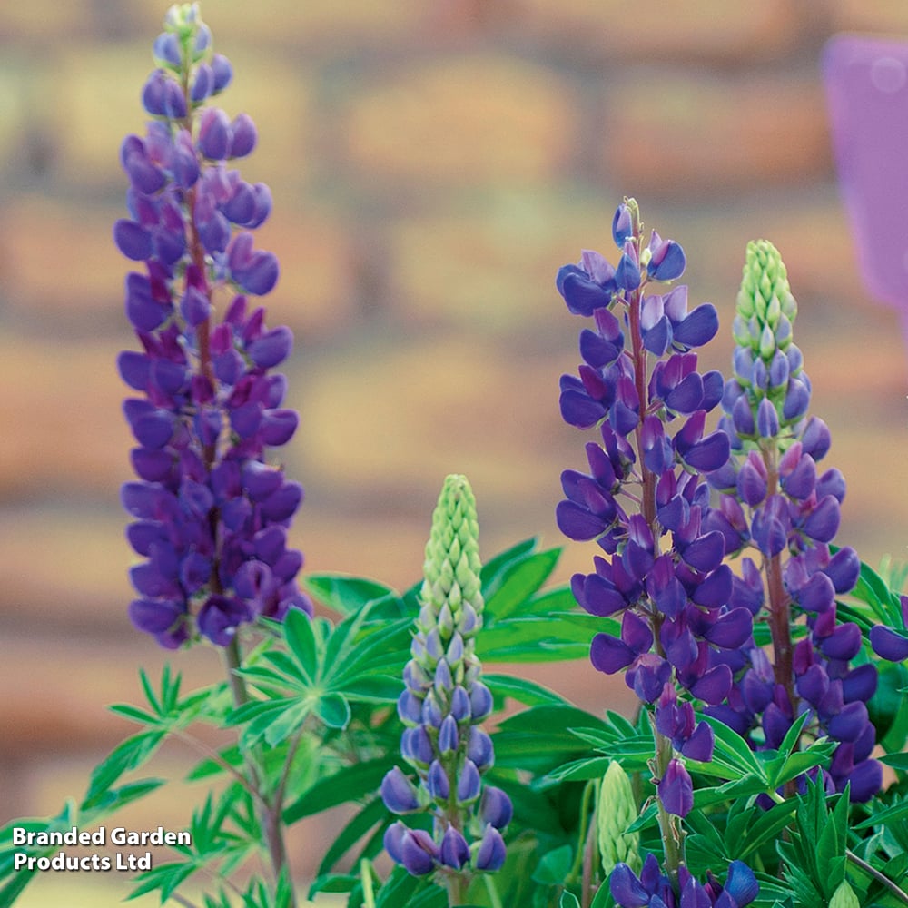 Lupin 'Lupini Blue' image