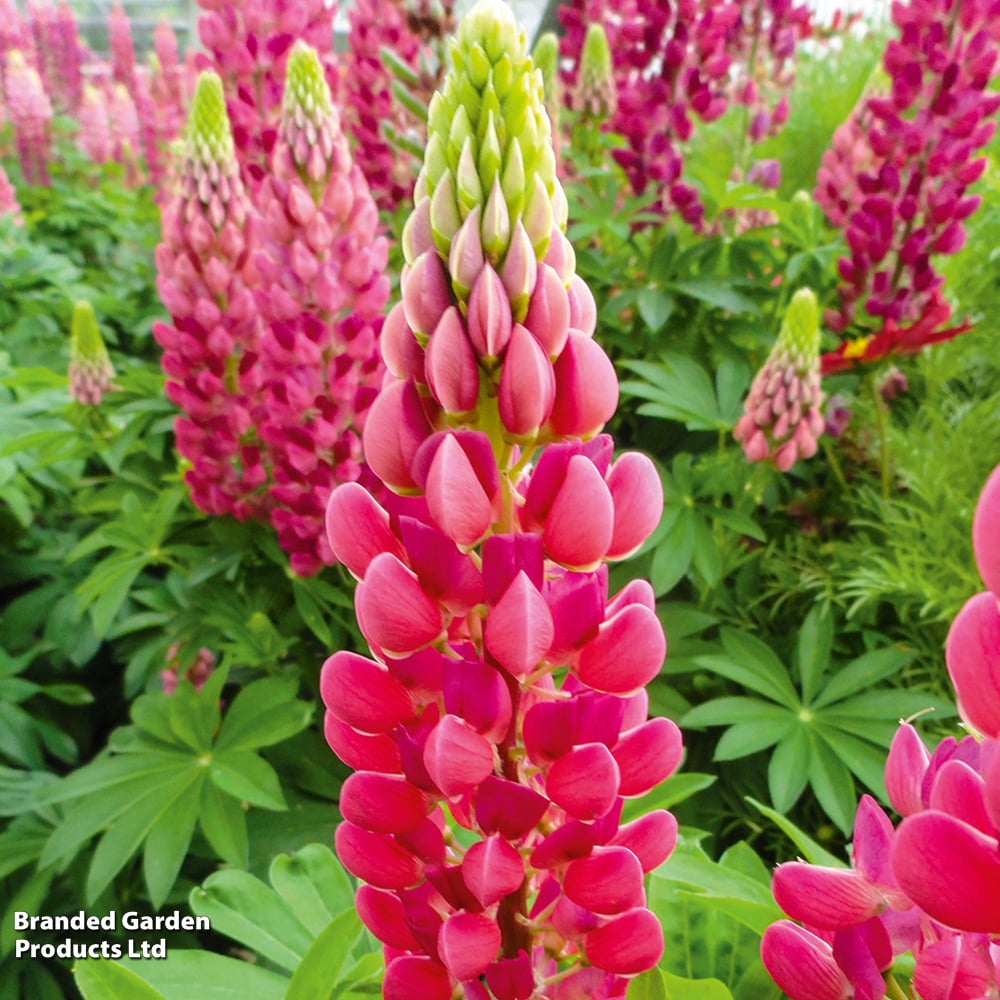 Lupin 'Lupini Red' image