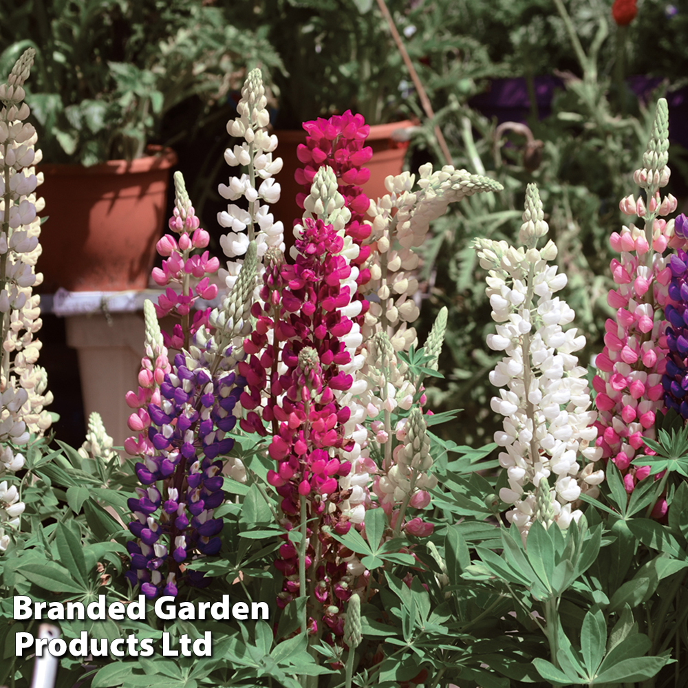 Lupin Gallery Collection at Dobies