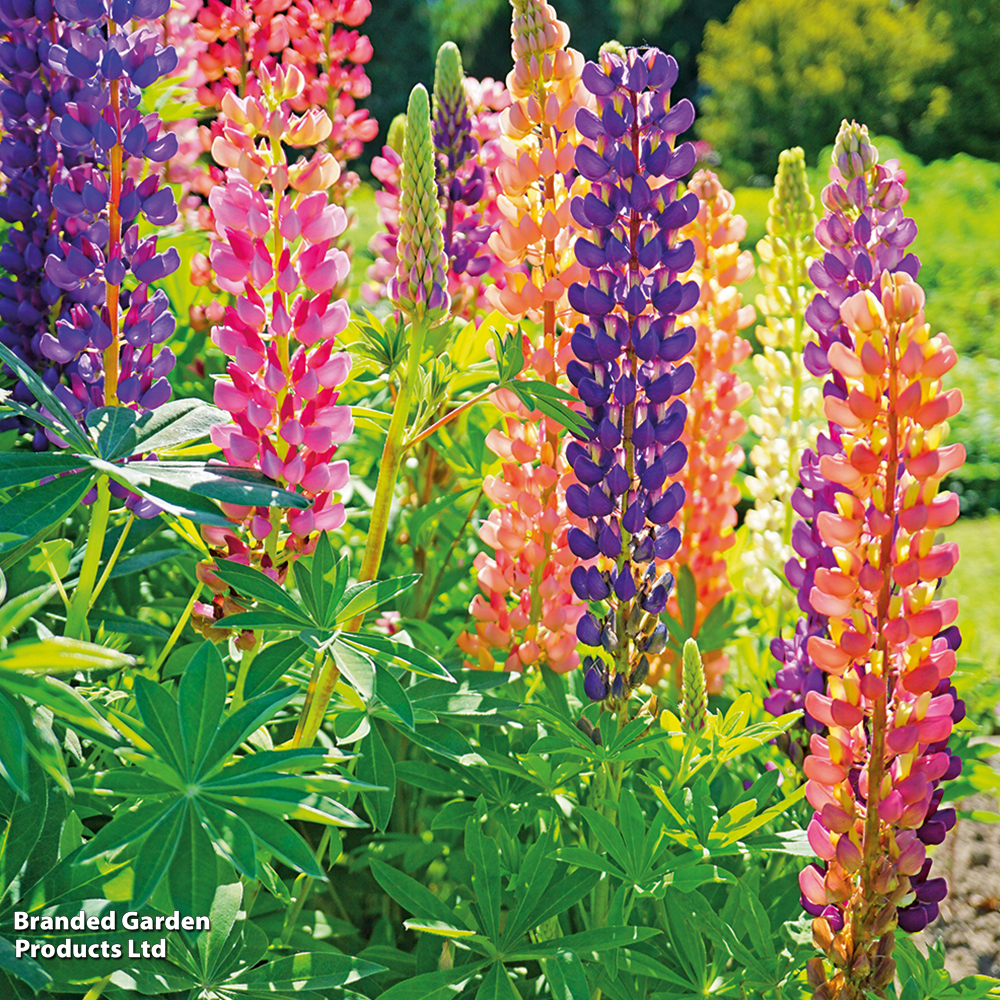 Lupin 'Russell Hybrids Mixed' image