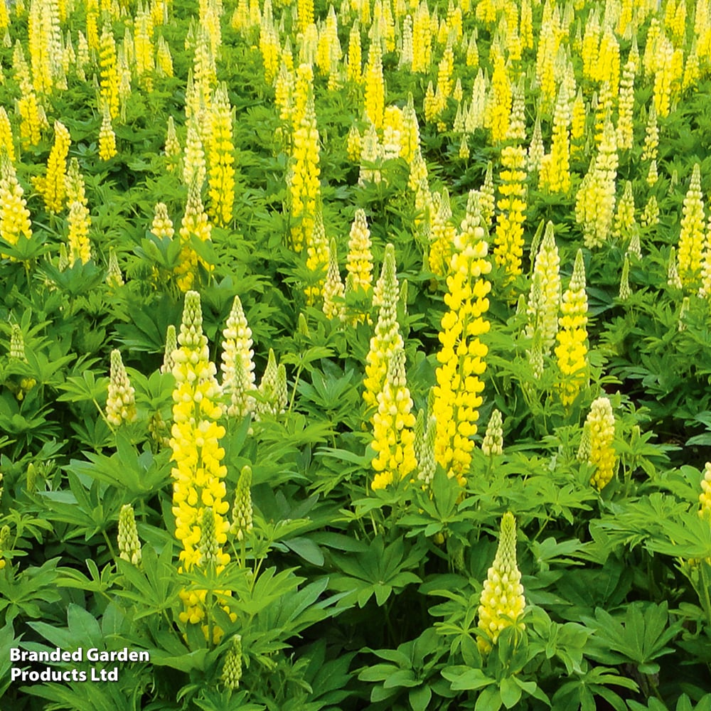 Lupin 'Lupini Yellow' image