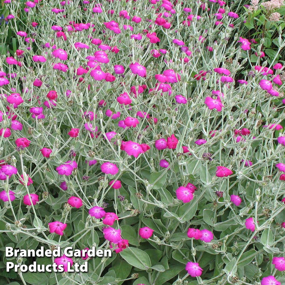 Lychnis coronaria from Dobies