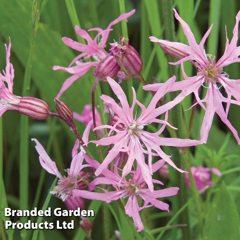 Lychnis flos-cuculi (Marginal Aquatic) at Dobies