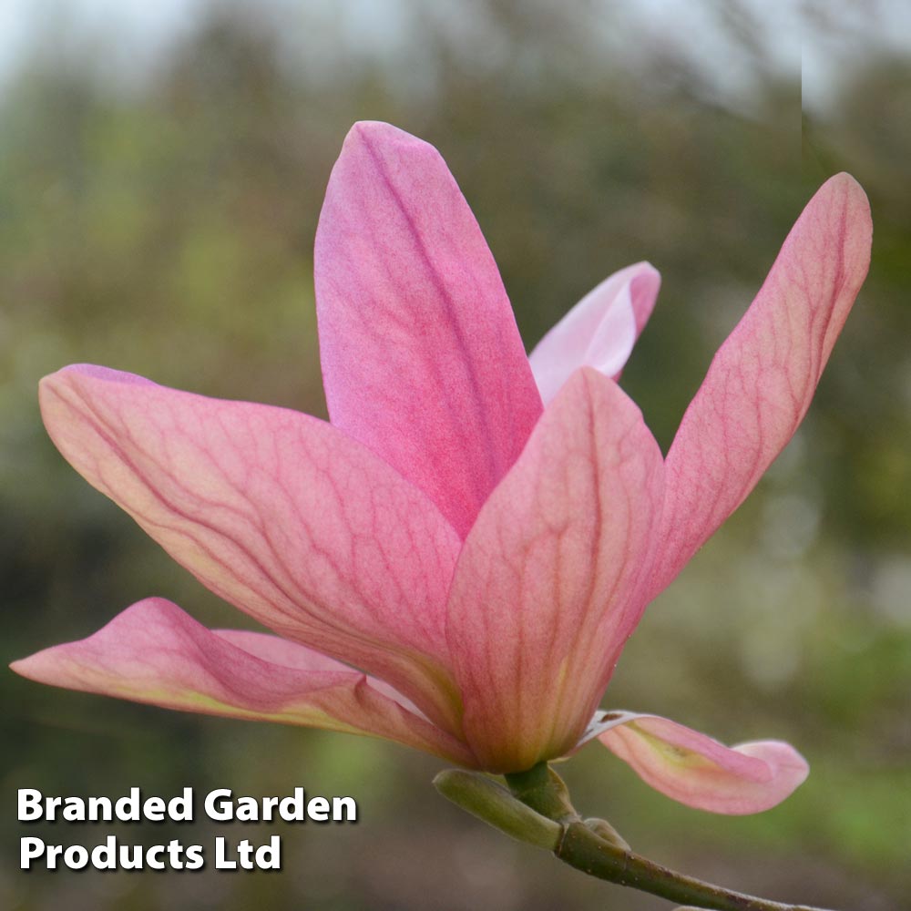 Magnolia 'Daybreak' image