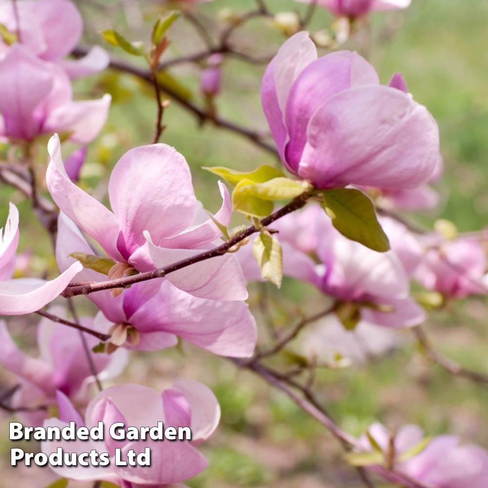 Magnolia 'George Henry Kern' image