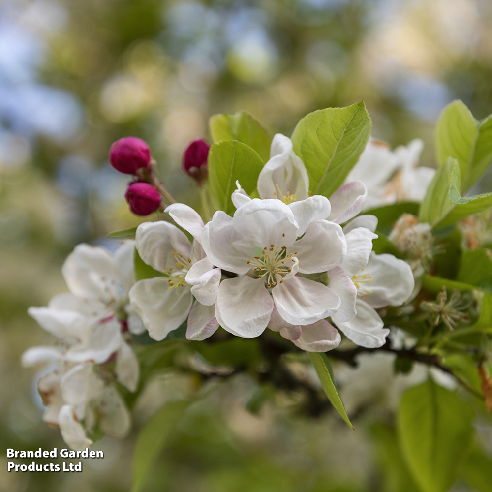 Crab Apple 'Evereste' image
