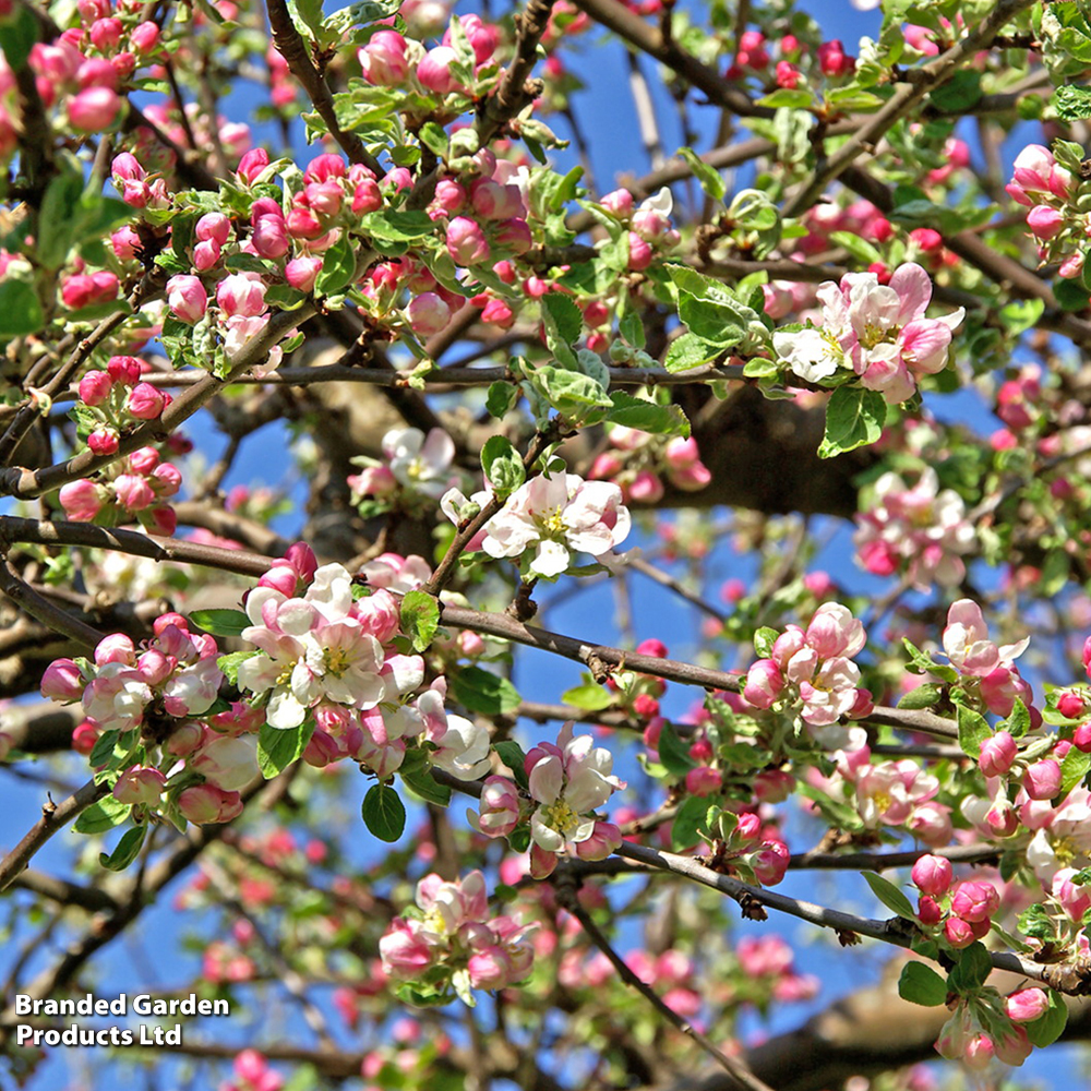 Crab apple (Hedging) image
