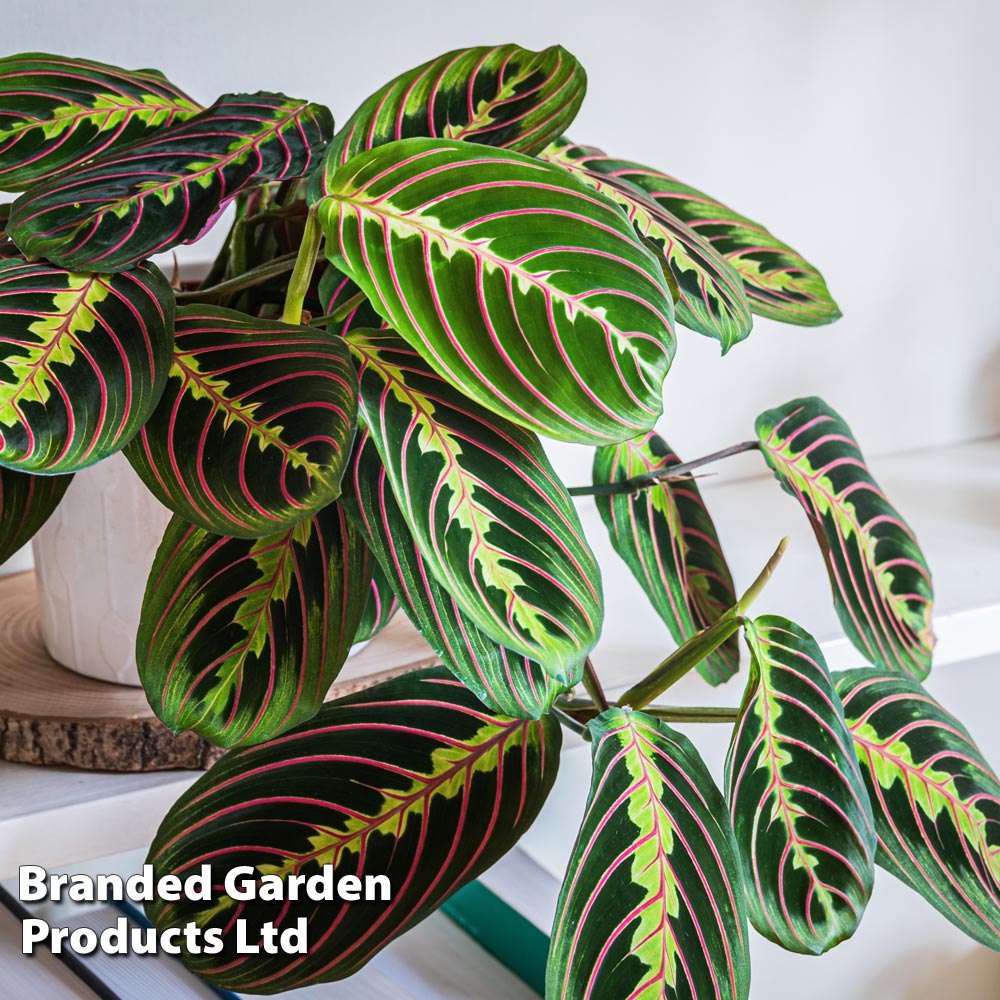 Maranta leuconeura 'Fascinator' from Dobies